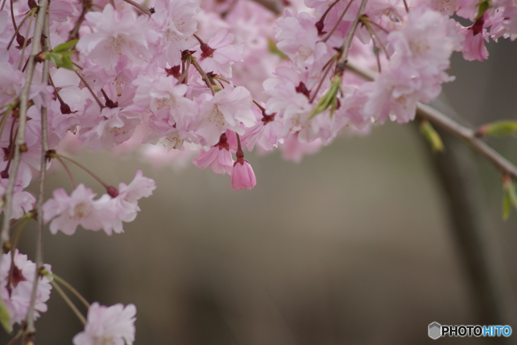 桜色Ⅰ