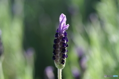 春を彩る草花