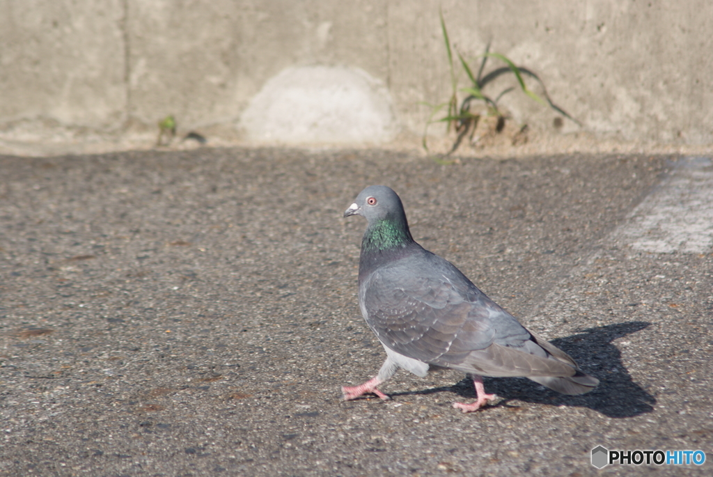 鳩