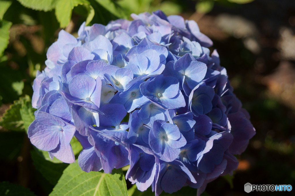 紫陽花