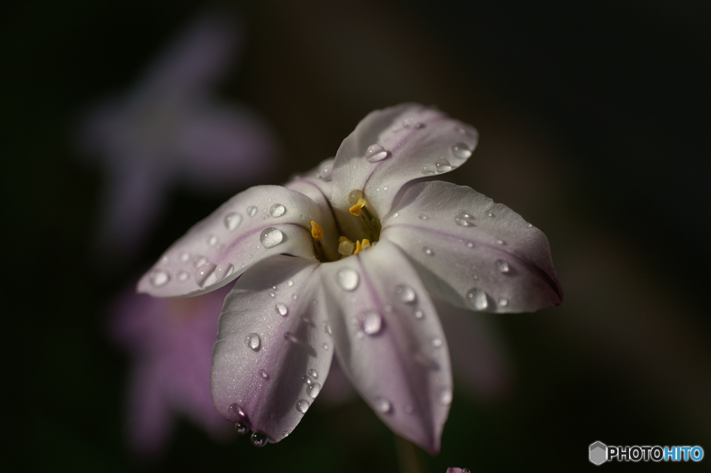 春雨Ⅲ