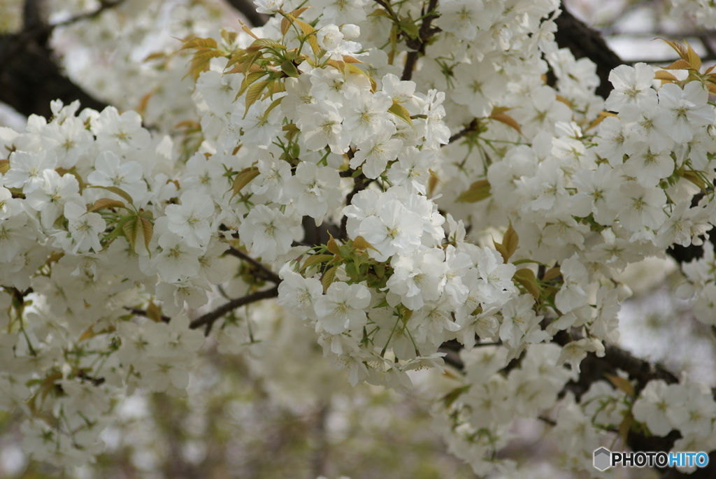 白と桜