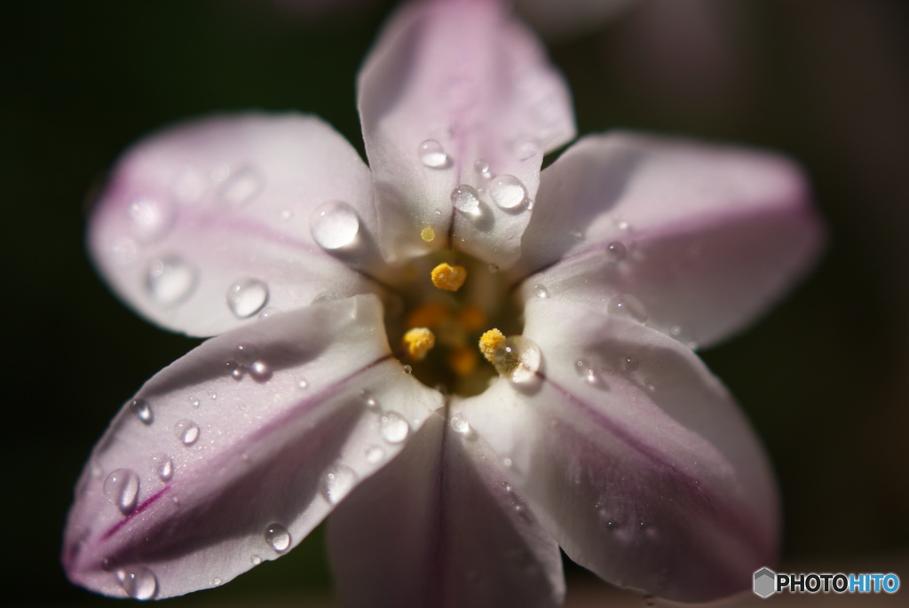 春雨Ⅵ