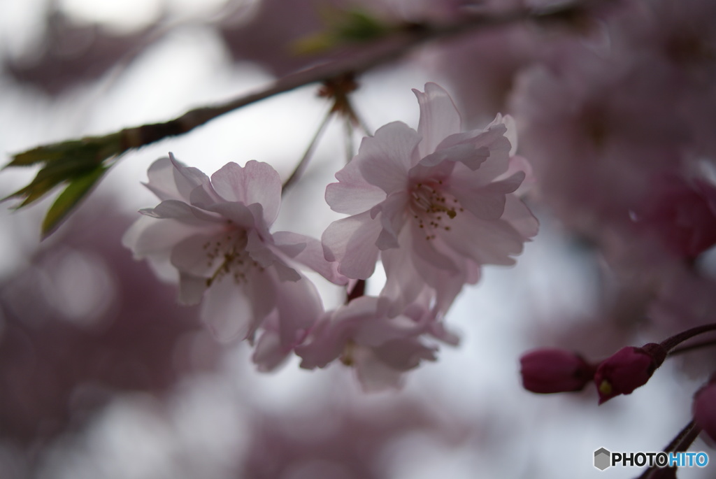 桜色Ⅲ