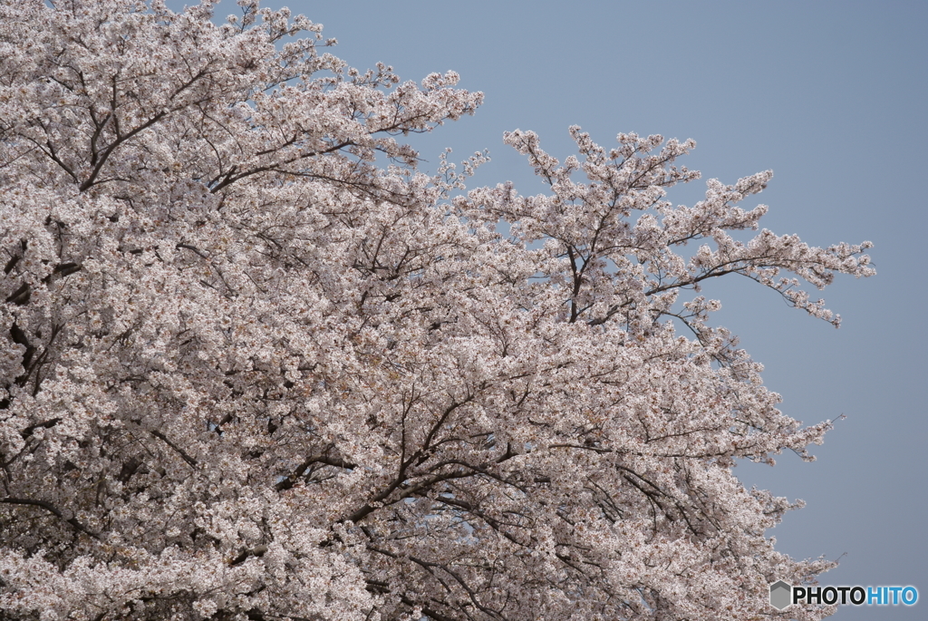 満開の桜を眺めてⅨ