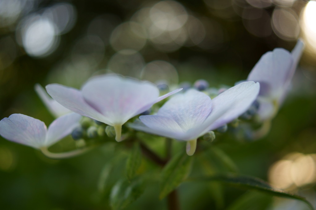 紫陽花と光