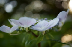 紫陽花と光