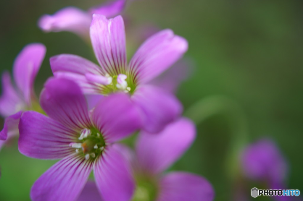 庭に紫の花が咲いていました。