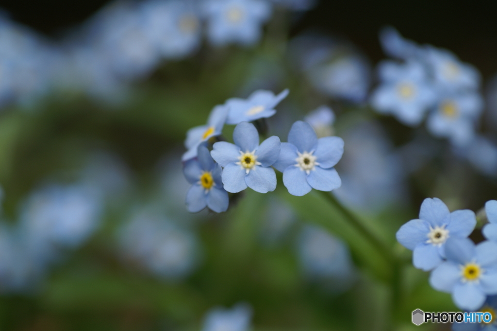 青い小さな花が満開になりました By Alpha85 Id 写真共有サイト Photohito