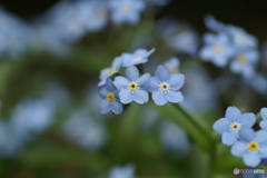 青い小さな花が満開になりました。
