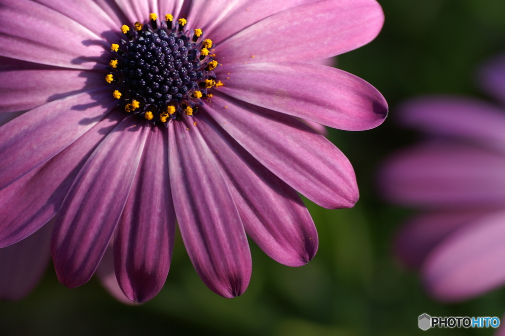 紫が綺麗な花 By Alpha85 Id 写真共有サイト Photohito