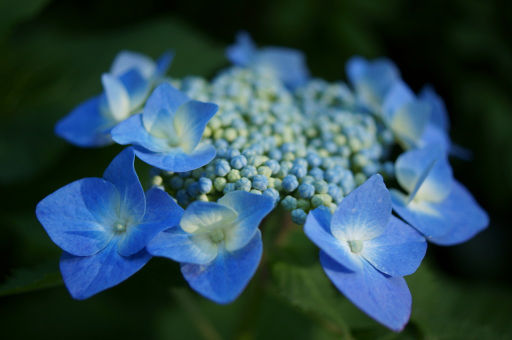 紫陽花