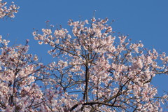 桜開花②