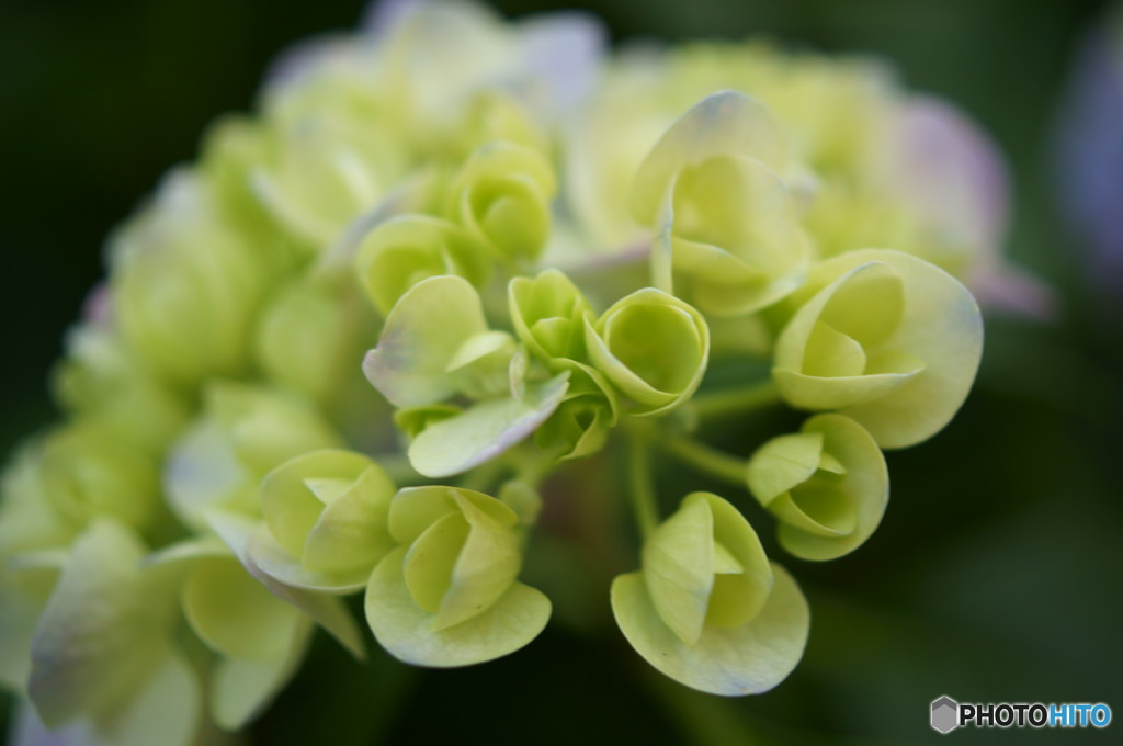 紫陽花