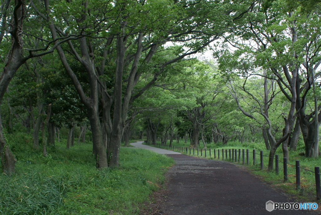 散歩道