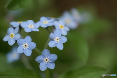 青い小さな花が満開になりました。