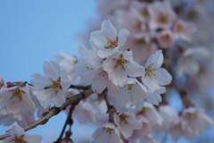 桜開花①