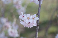 花マクロ①