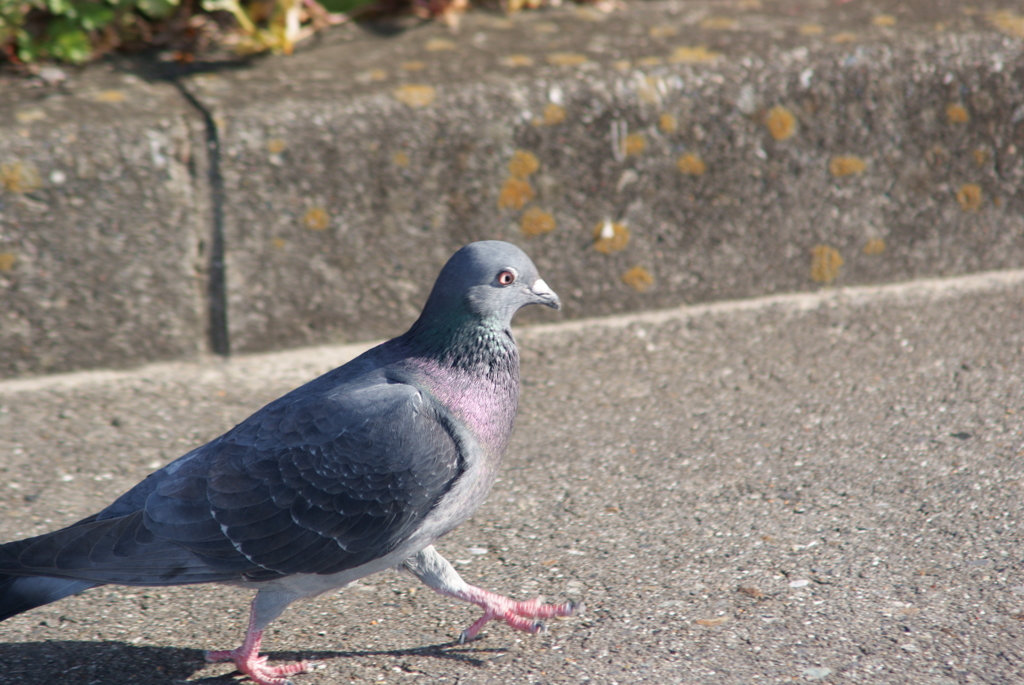 鳩