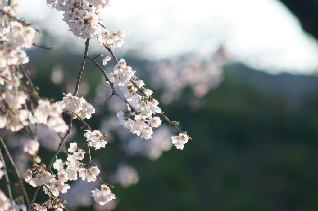 桜開花④