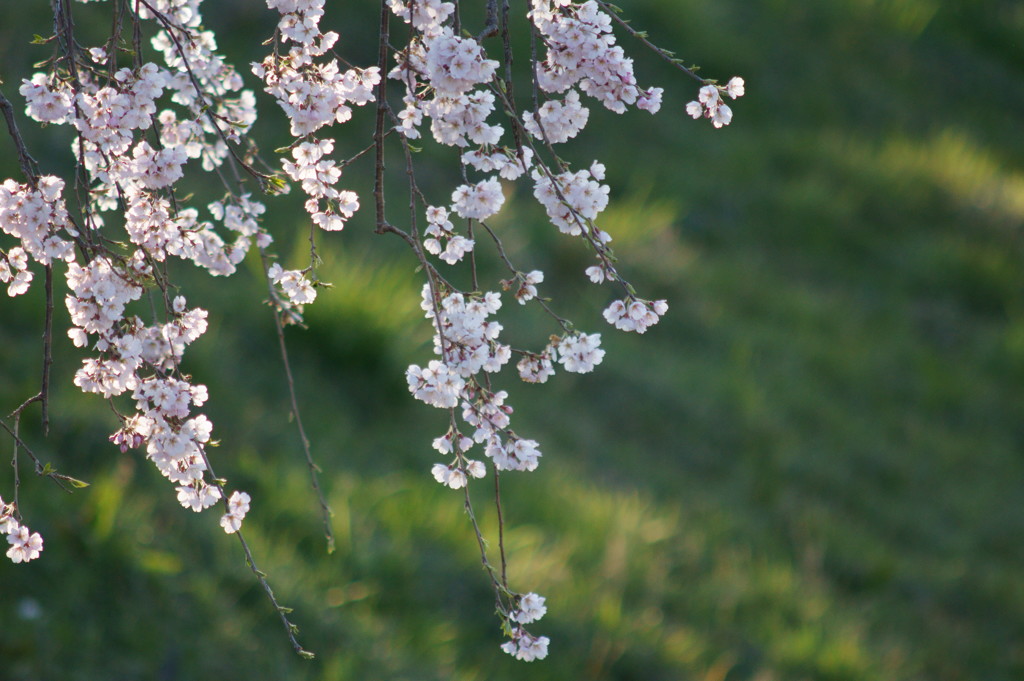 桜開花③