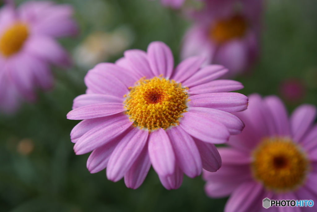 花壇の花