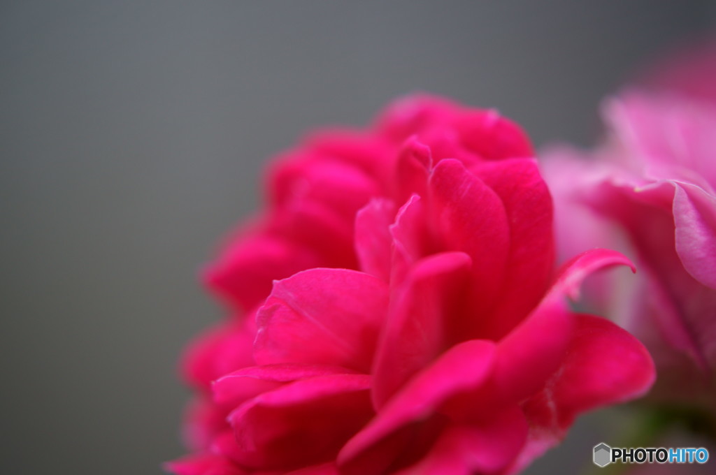 バラの花