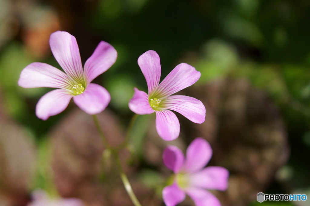 庭に紫の花が咲いていました。