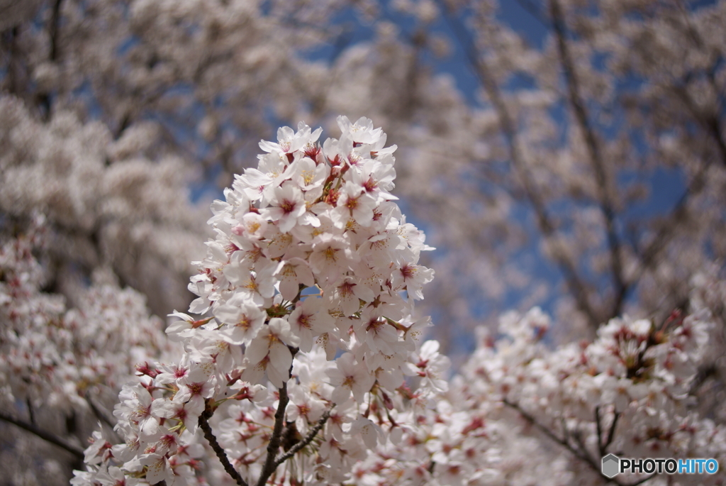 ぐるぐるボケと満開の桜Ⅰ