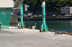 海鳥り