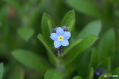 小さな青い花が咲いていました。