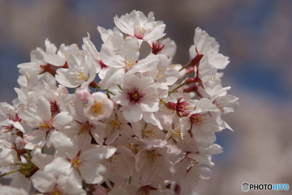 満開の桜を眺めてⅢ