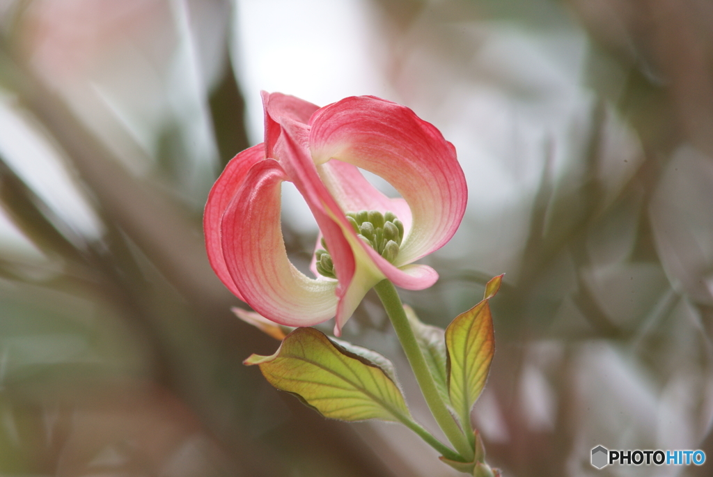 冬から観察していたハナミズキが綺麗に開花しました。