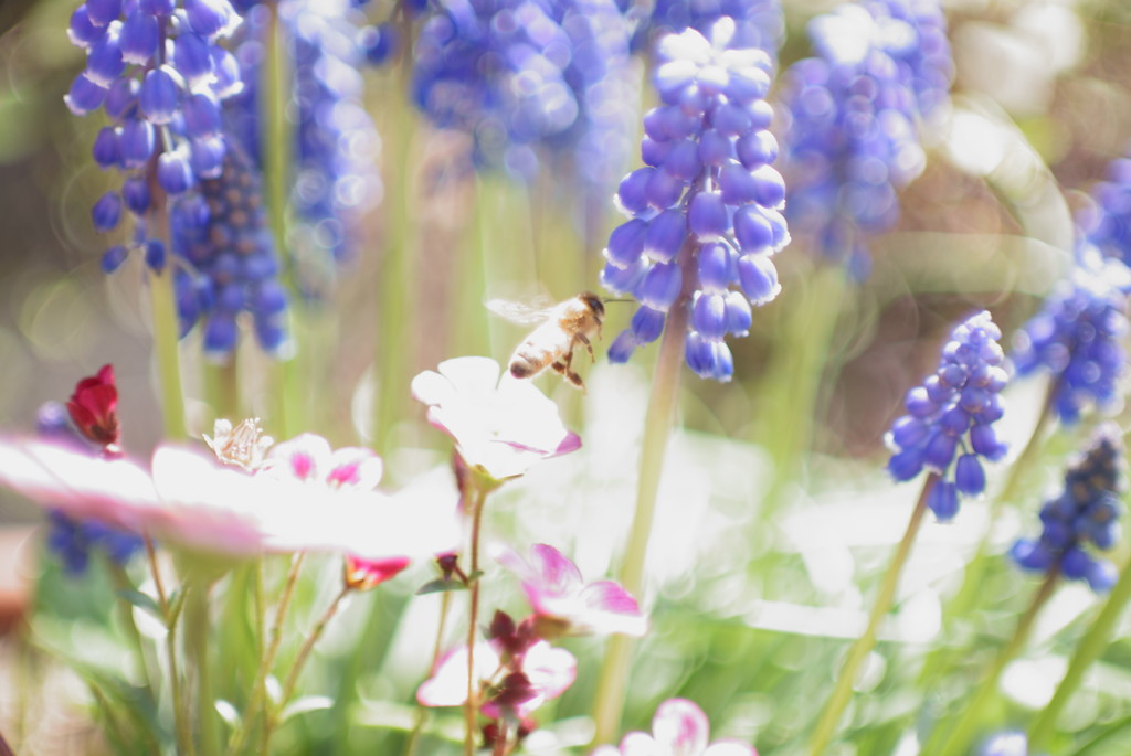 オールドレンズ MINOLTA MD ROKKOR F1.4