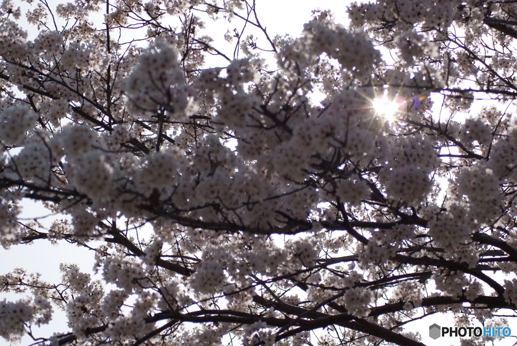 満開の桜を眺めてⅣ