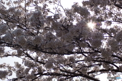 満開の桜を眺めてⅣ