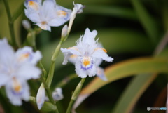 公園の道端に咲く花