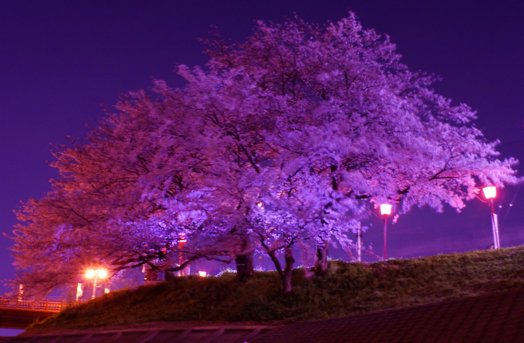 夜桜