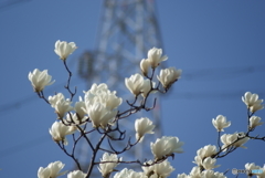 白い花と電線路