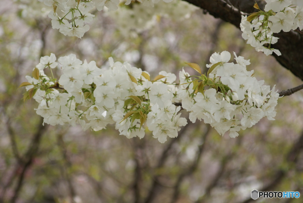 白と桜