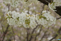 白と桜