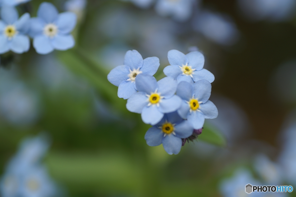 青い小さな花が満開になりました。