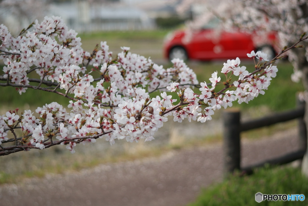 桜と赤い車