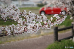 桜と赤い車