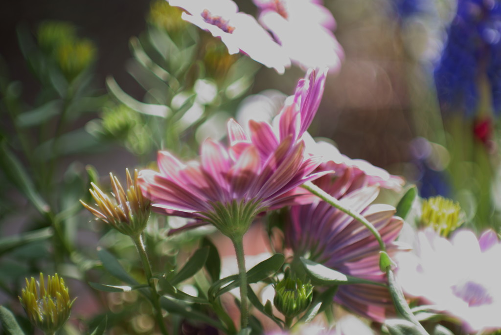 オールドレンズ MINOLTA MD ROKKOR F1.4