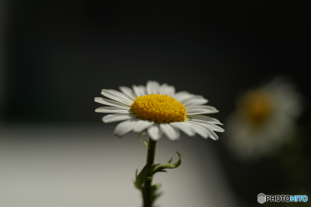 花と影Ⅰ