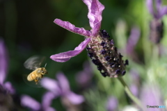 ラベンダーとミツバチ