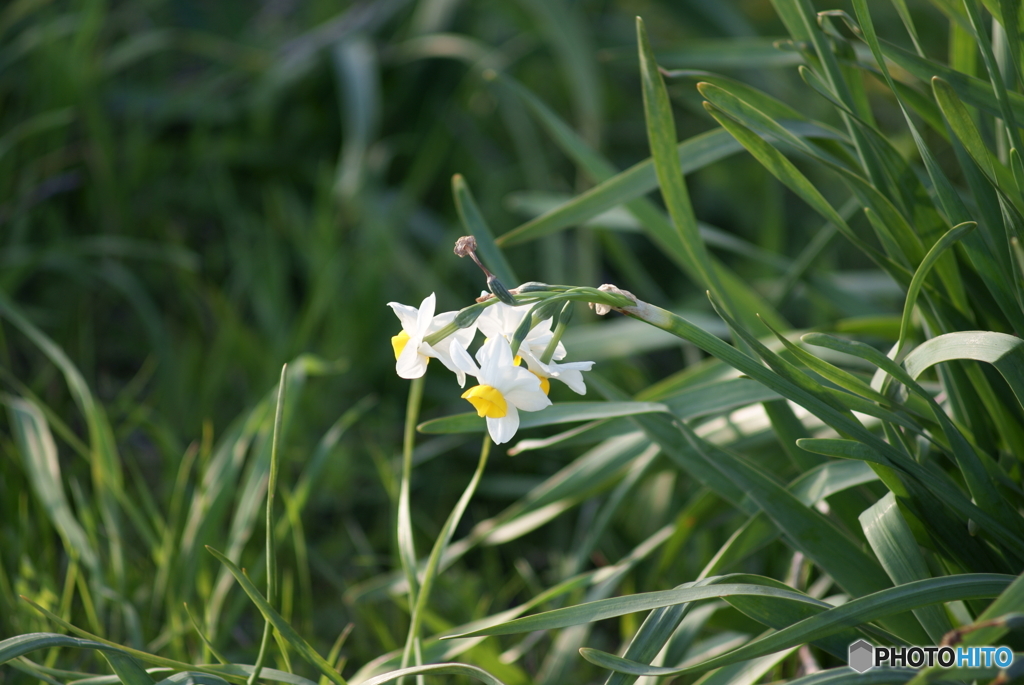 開花Ⅴ