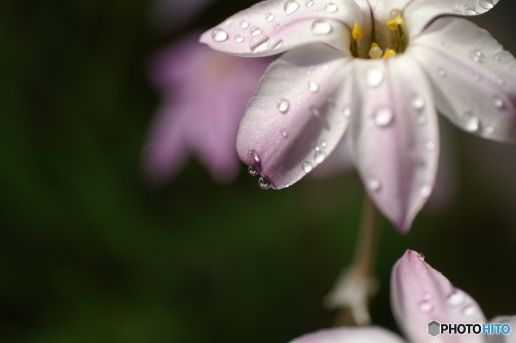 春雨Ⅱ