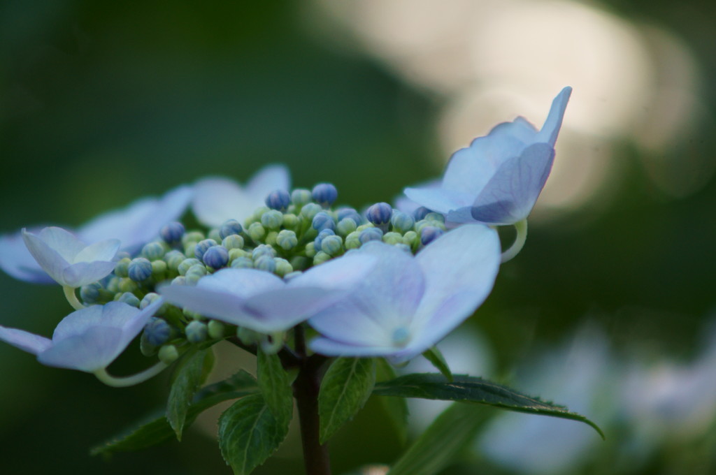 紫陽花と光